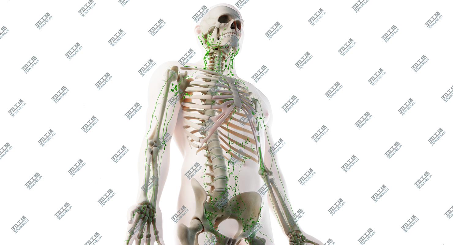 images/goods_img/202105073/Male Skin, Skeleton And Lymphatic System Rigged 3D/2.jpg